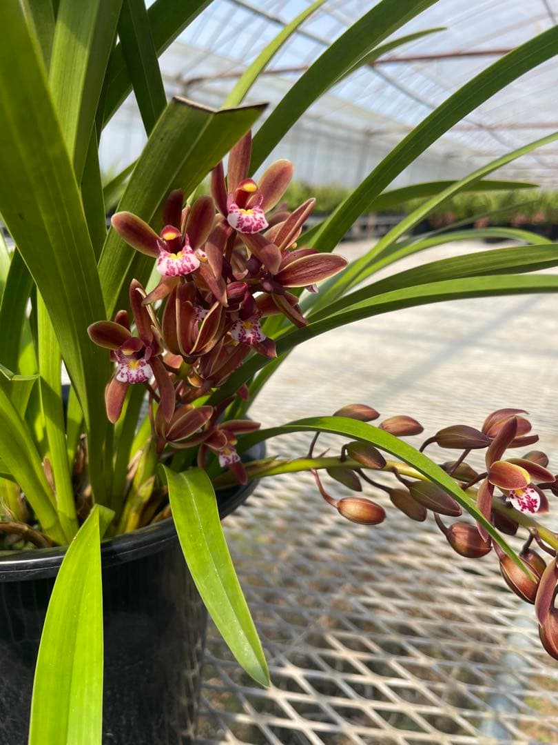 R8年キンリョウヘン花芽3本#6