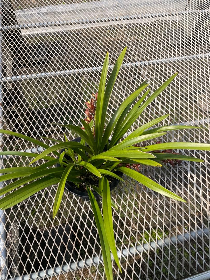 R8年キンリョウヘン花芽3本#6