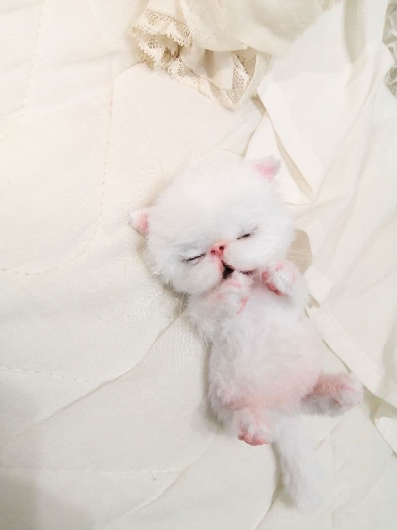 あくびちゃん♡おねむ子猫♡ベビー♡アートドール♡ぬいぐるみ♡