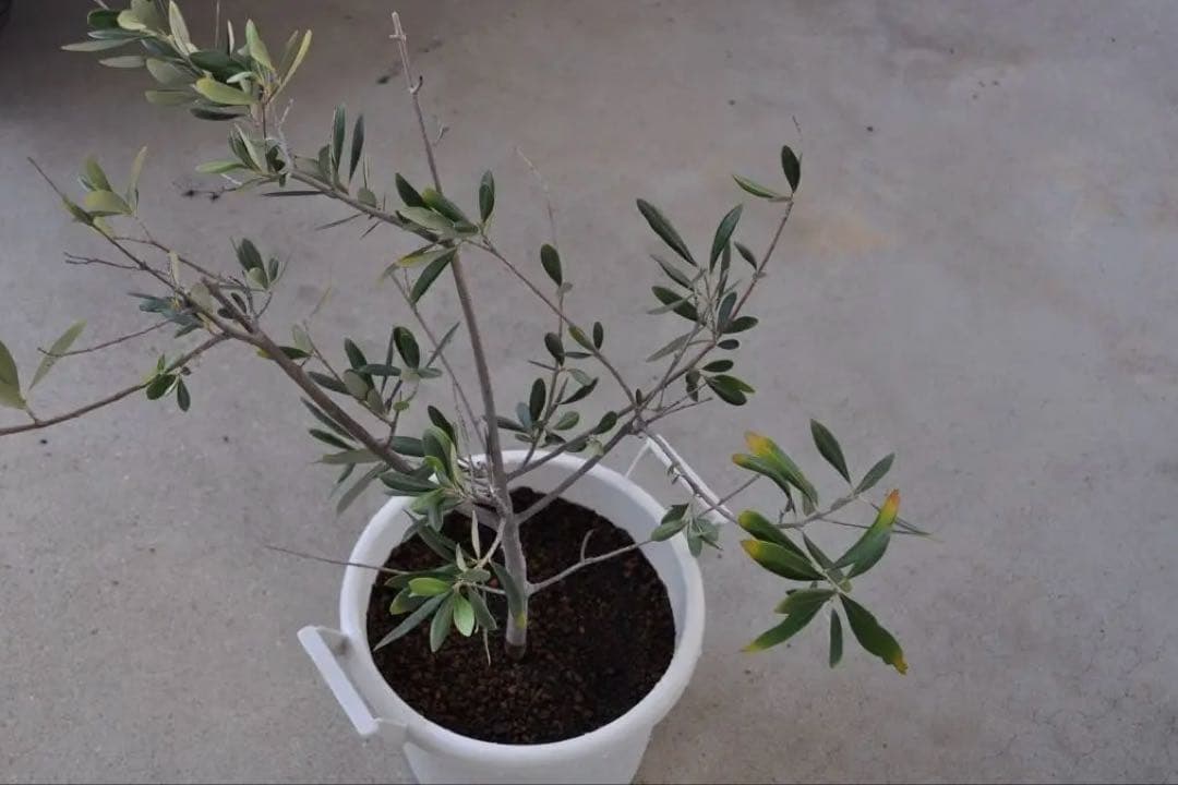 撮影可能❤️訳あり❤️Nikonニコン D5000 本体のみ ボディのみ