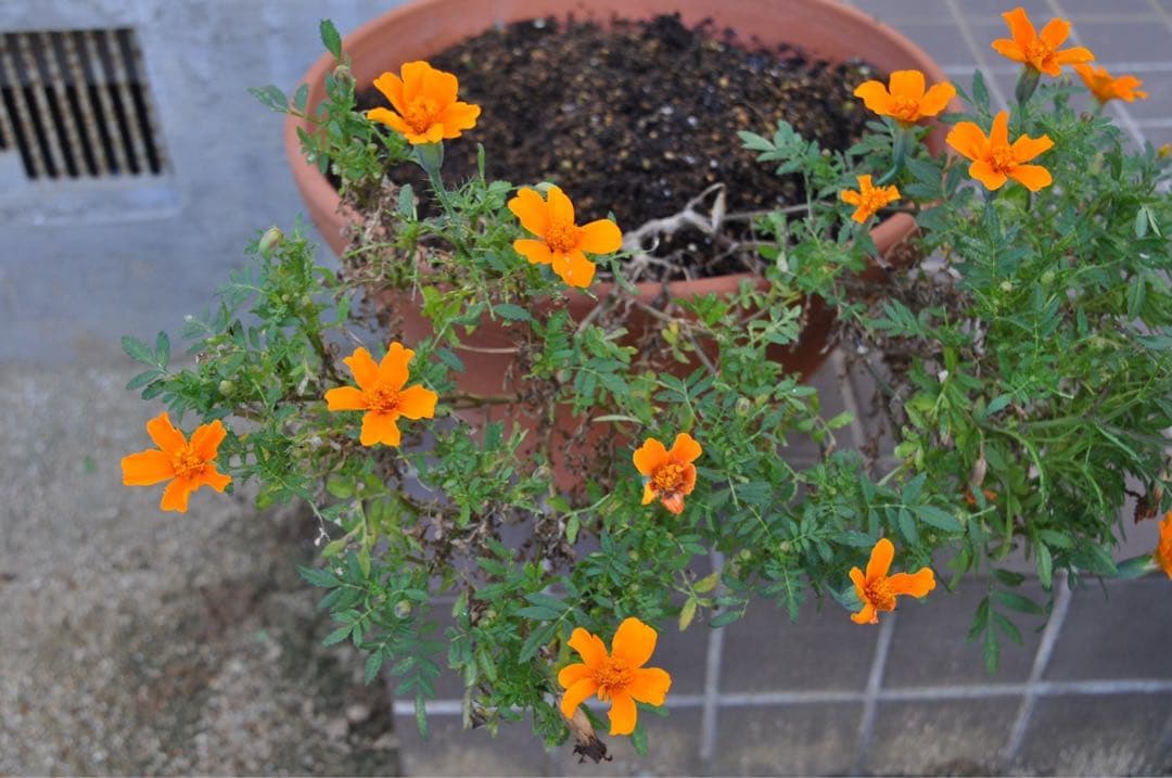 撮影可能❤️訳あり❤️Nikonニコン D5000 本体のみ ボディのみ