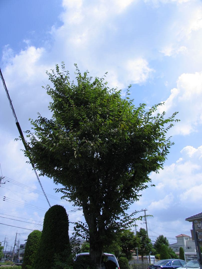 【作例あり】Canon Powershot Pro1 CCDセンサー