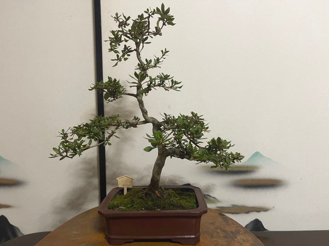 さつき 皐月 【銘峰】 盆栽 素材