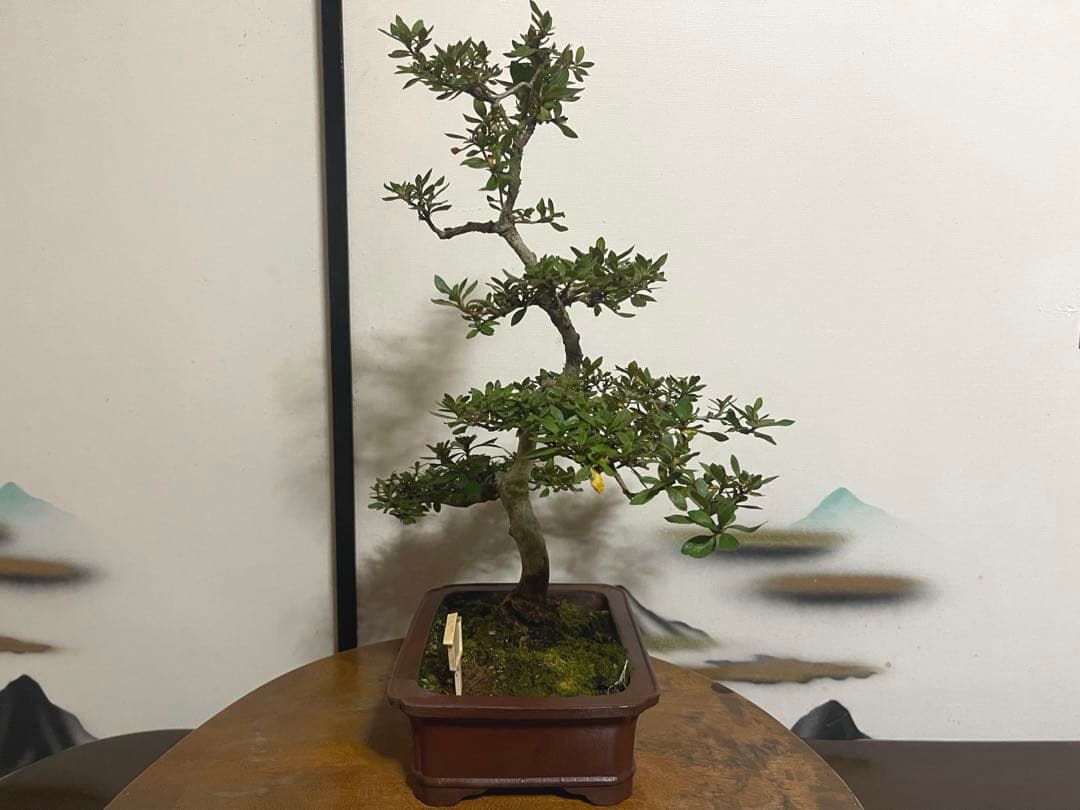 さつき 皐月 【銘峰】 盆栽 素材