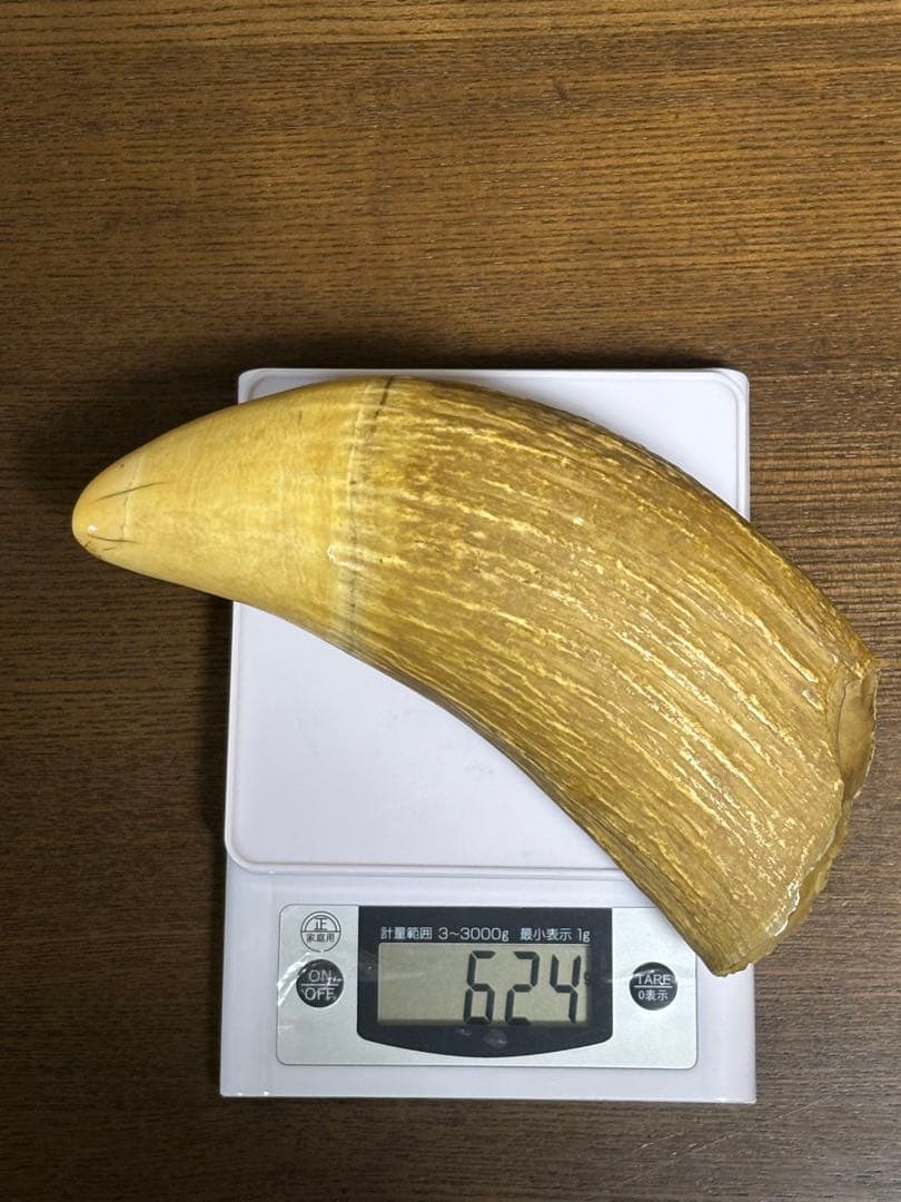 マッコウクジラ 鯨牙 鯨歯 天然素材 印材