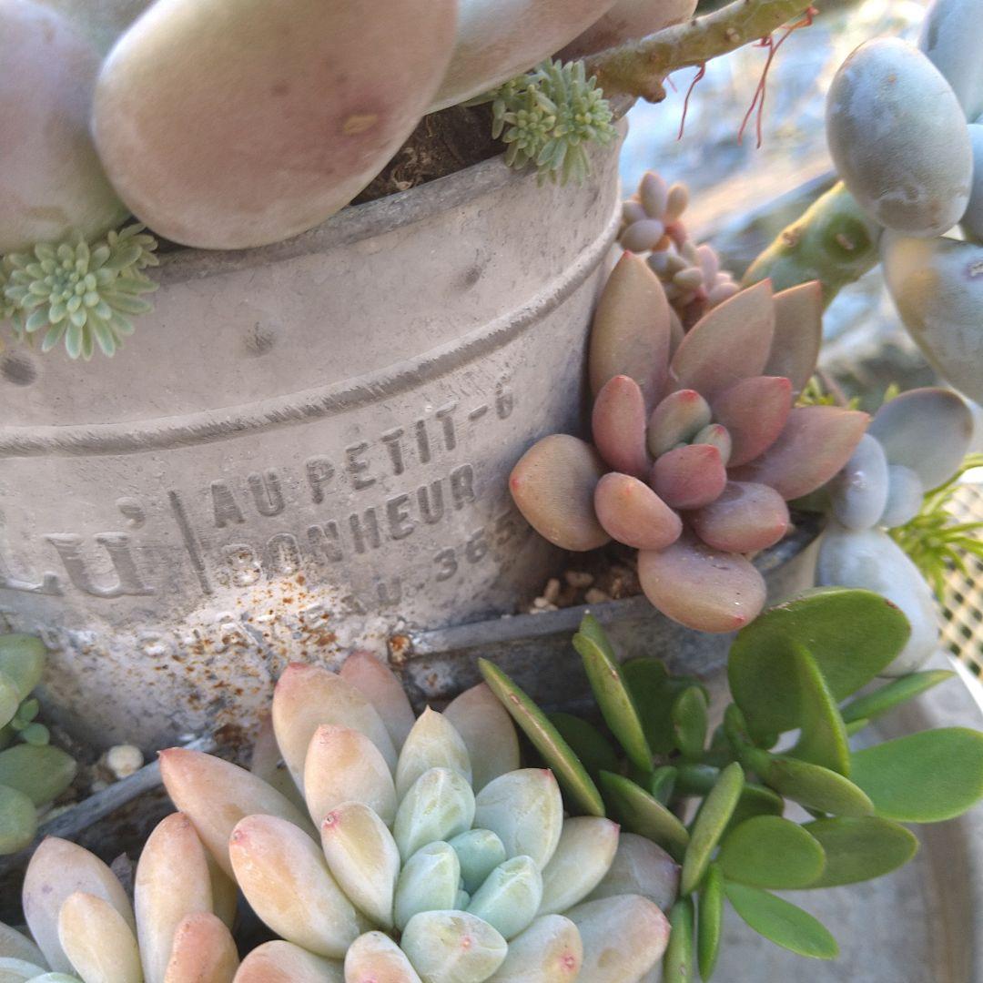 多肉植物寄せ植え　そのまま飾れる寄せ植え　豪華ブリキプランター寄せ　匿名発送