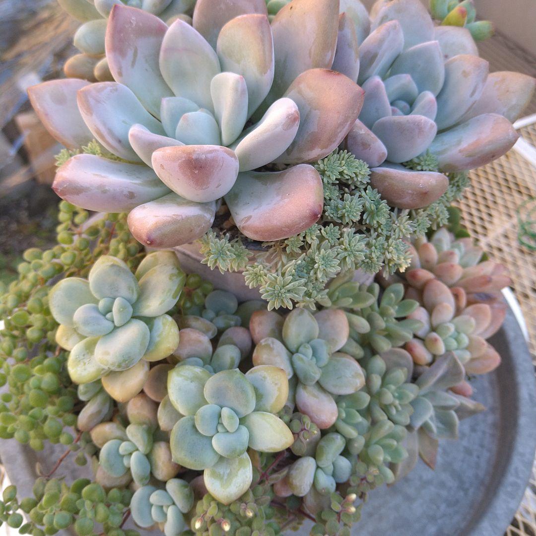 多肉植物寄せ植え　そのまま飾れる寄せ植え　豪華ブリキプランター寄せ　匿名発送