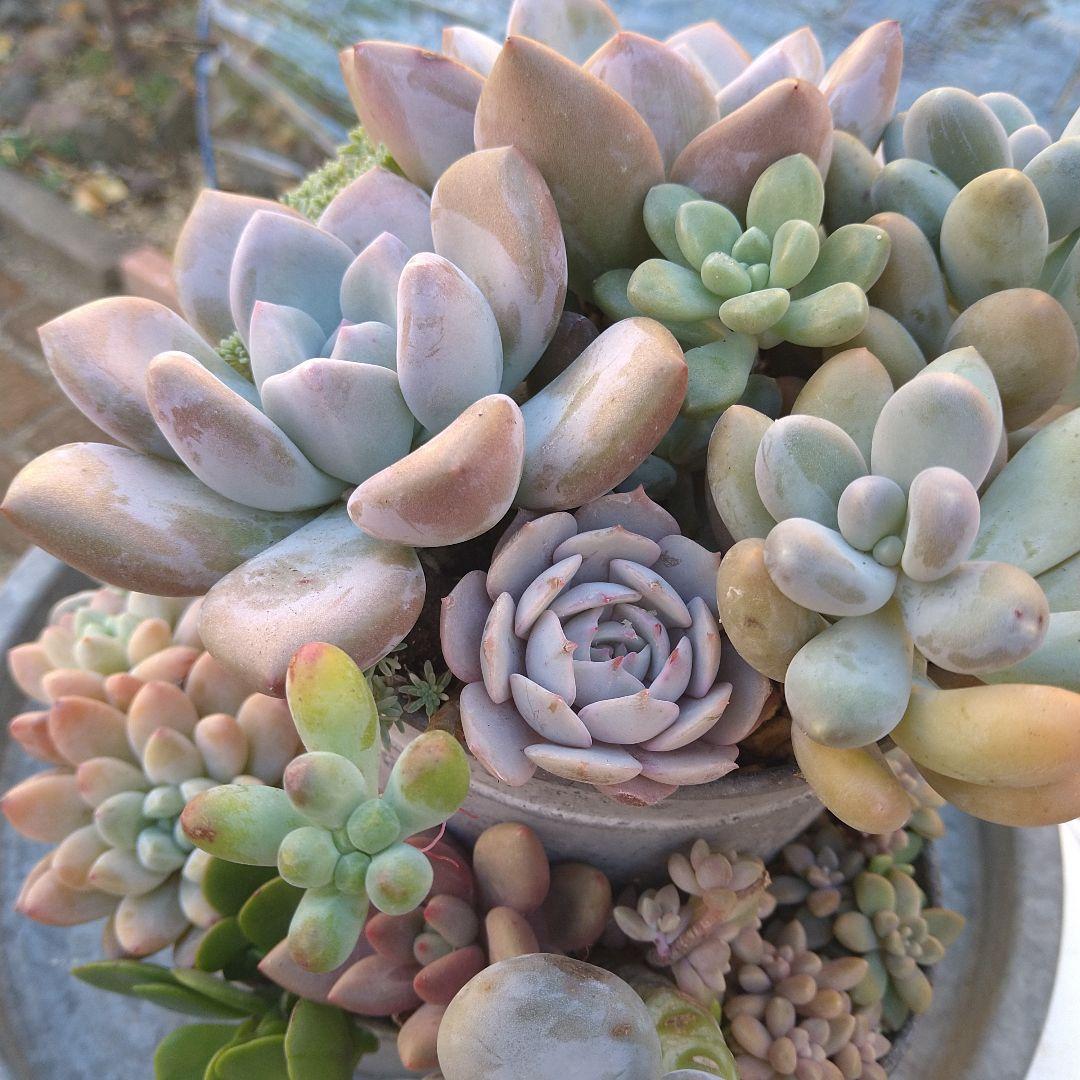 多肉植物寄せ植え　そのまま飾れる寄せ植え　豪華ブリキプランター寄せ　匿名発送