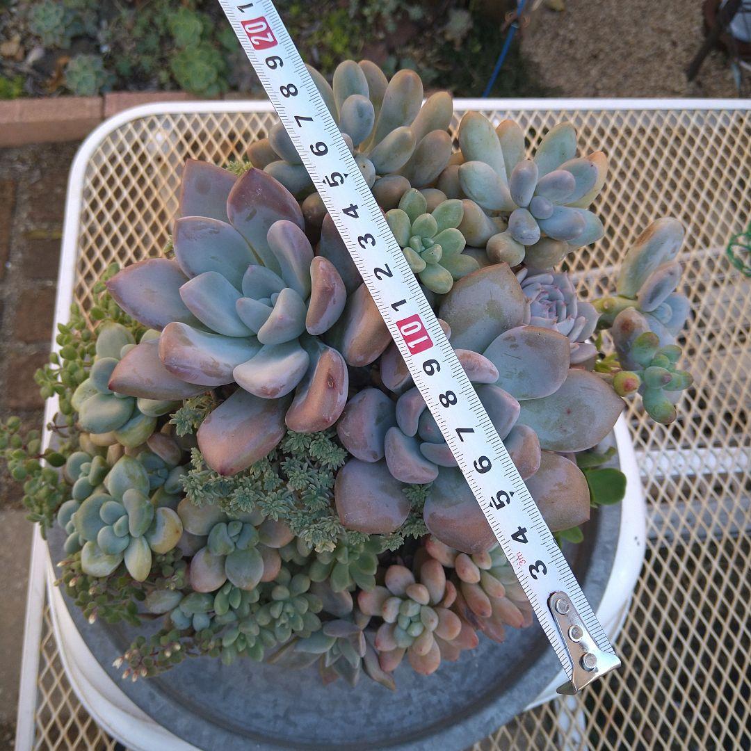 多肉植物寄せ植え　そのまま飾れる寄せ植え　豪華ブリキプランター寄せ　匿名発送