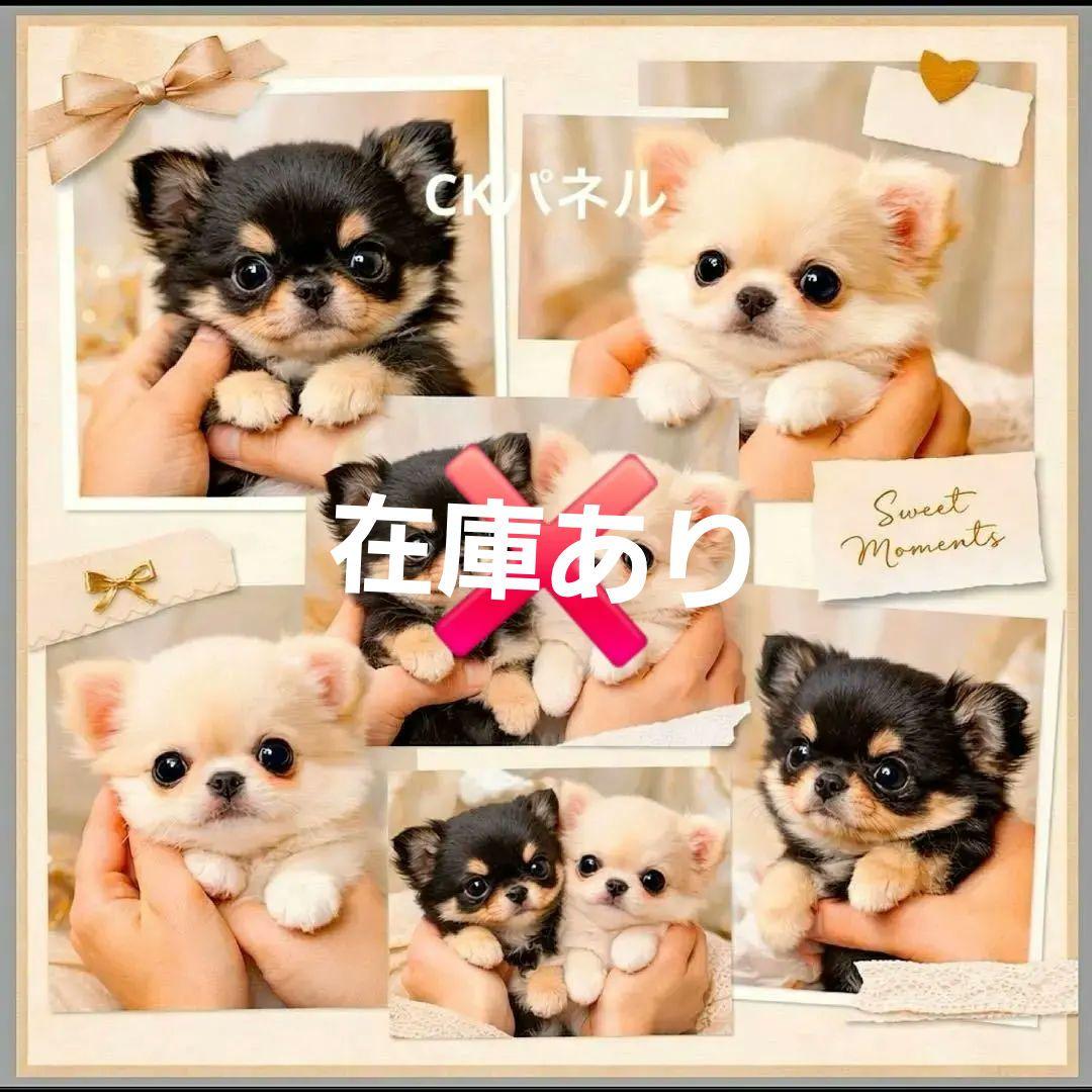 激レア柴犬、チワワ、ポメラニアン、パグ、マルチーズ、シーズパネル生地ハンドメイド