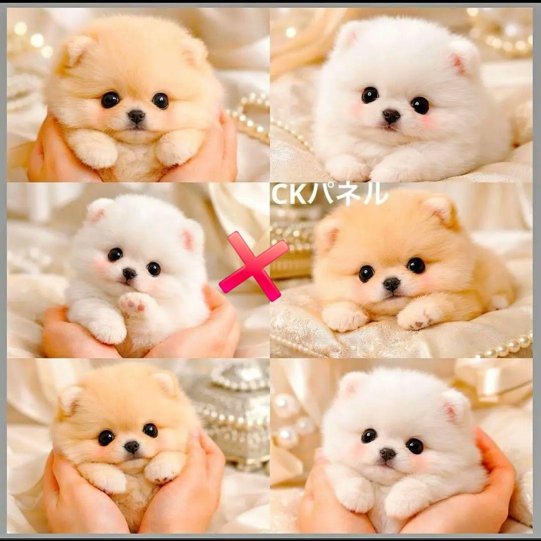 激レア柴犬、チワワ、ポメラニアン、パグ、マルチーズ、シーズパネル生地ハンドメイド