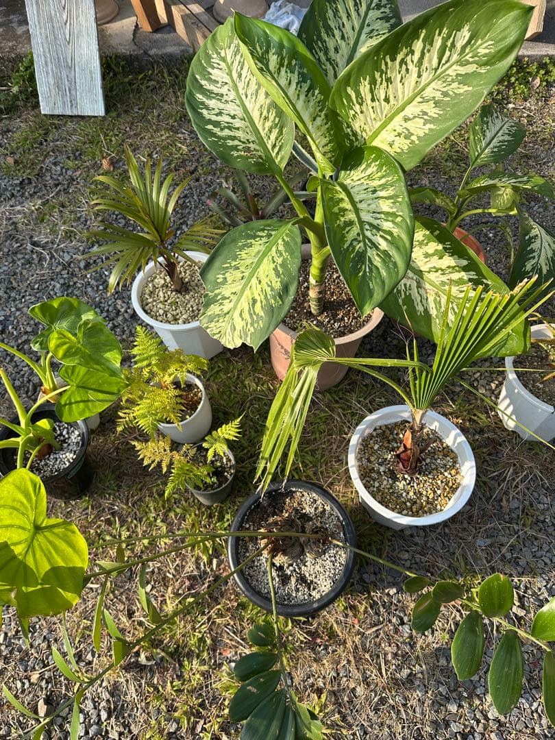 観葉植物セット　13点　一気にたくさん手に入る大チャンス！