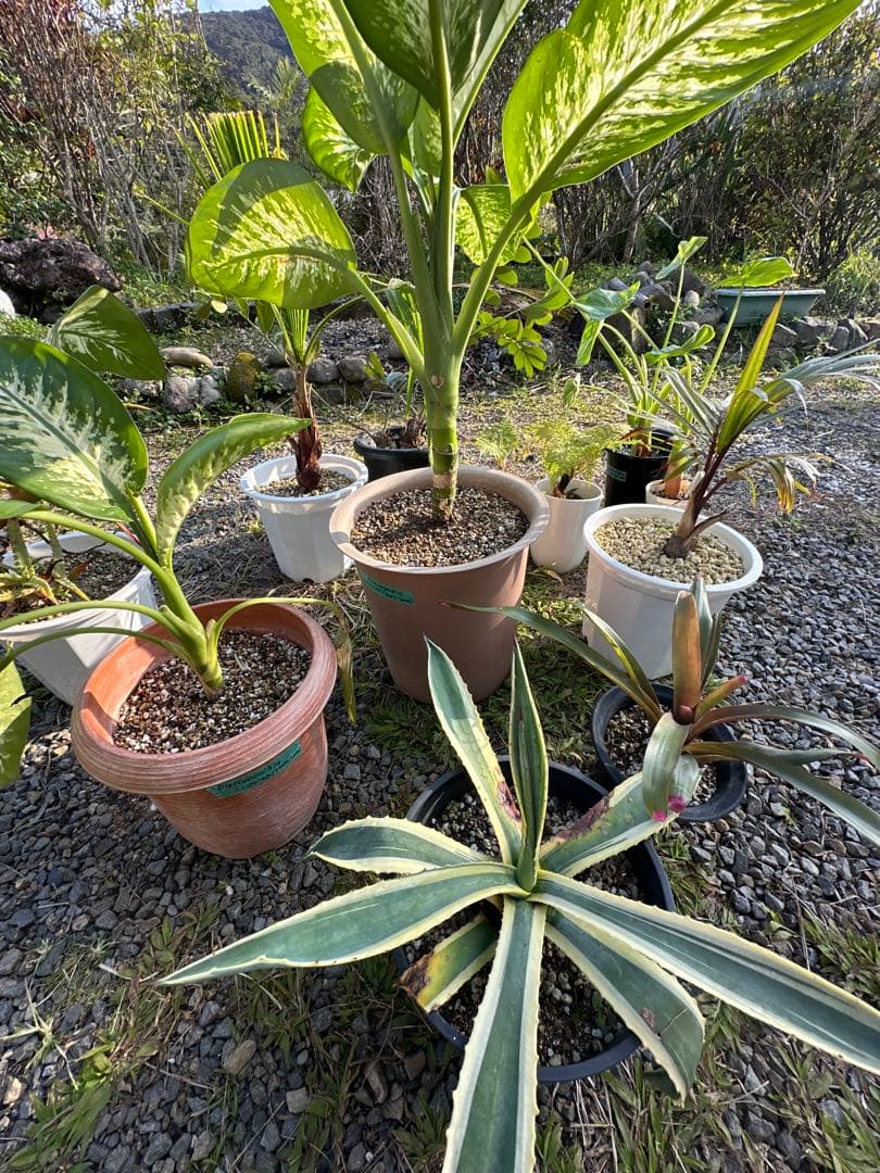 観葉植物セット　13点　一気にたくさん手に入る大チャンス！