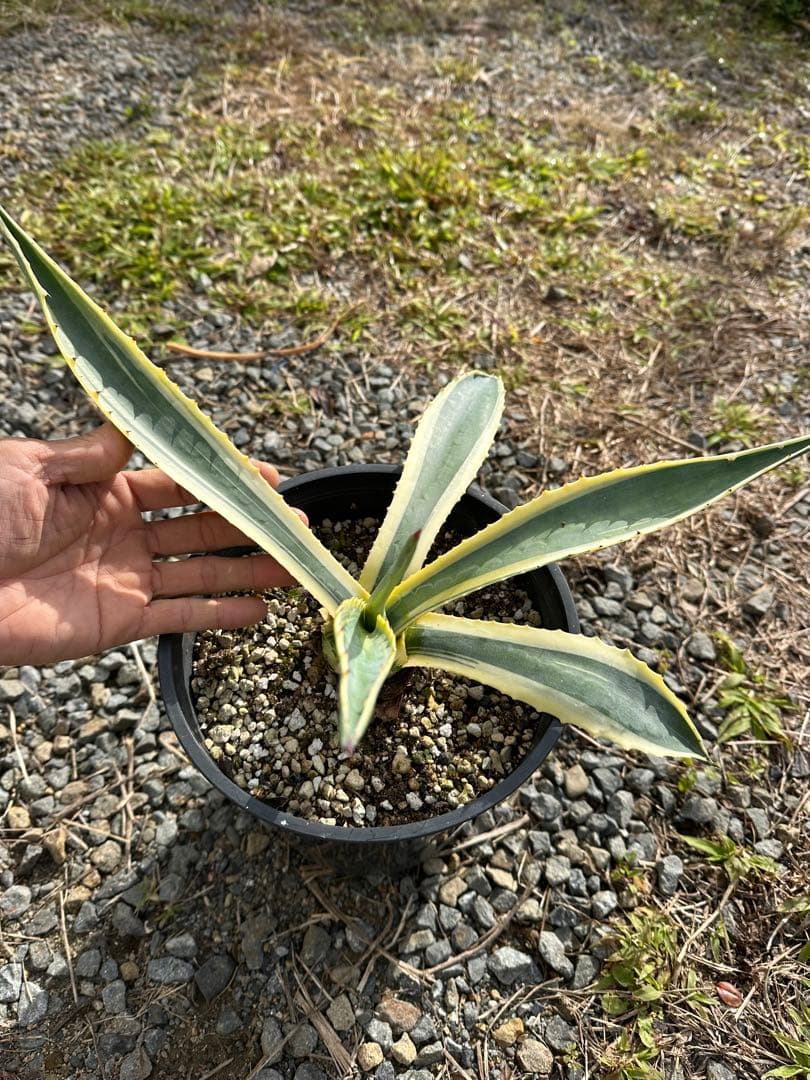 観葉植物セット　13点　一気にたくさん手に入る大チャンス！