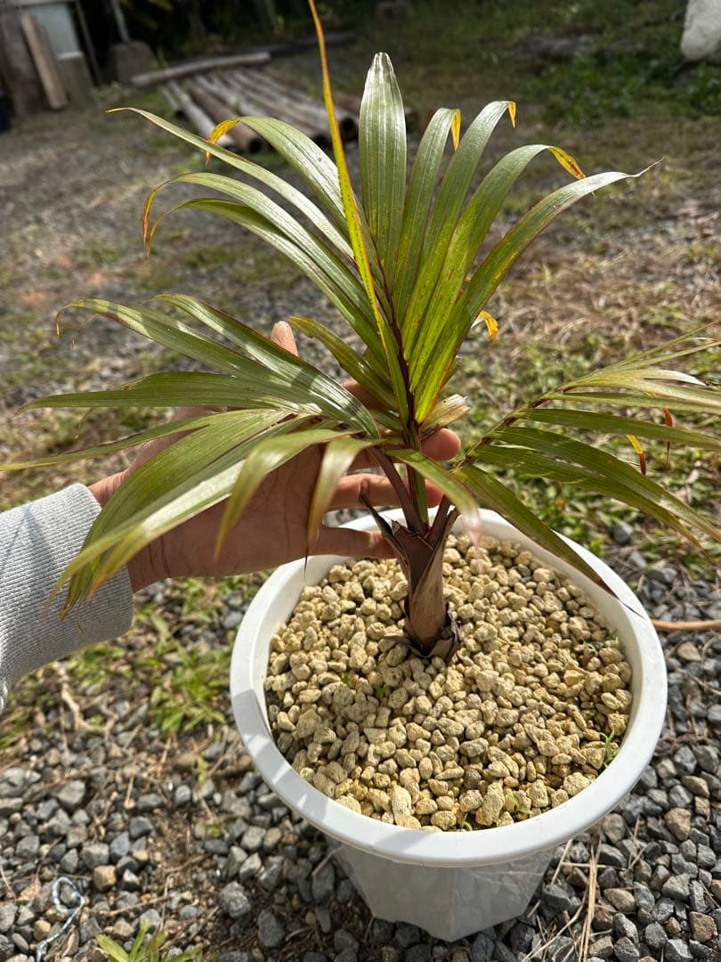 観葉植物セット　13点　一気にたくさん手に入る大チャンス！