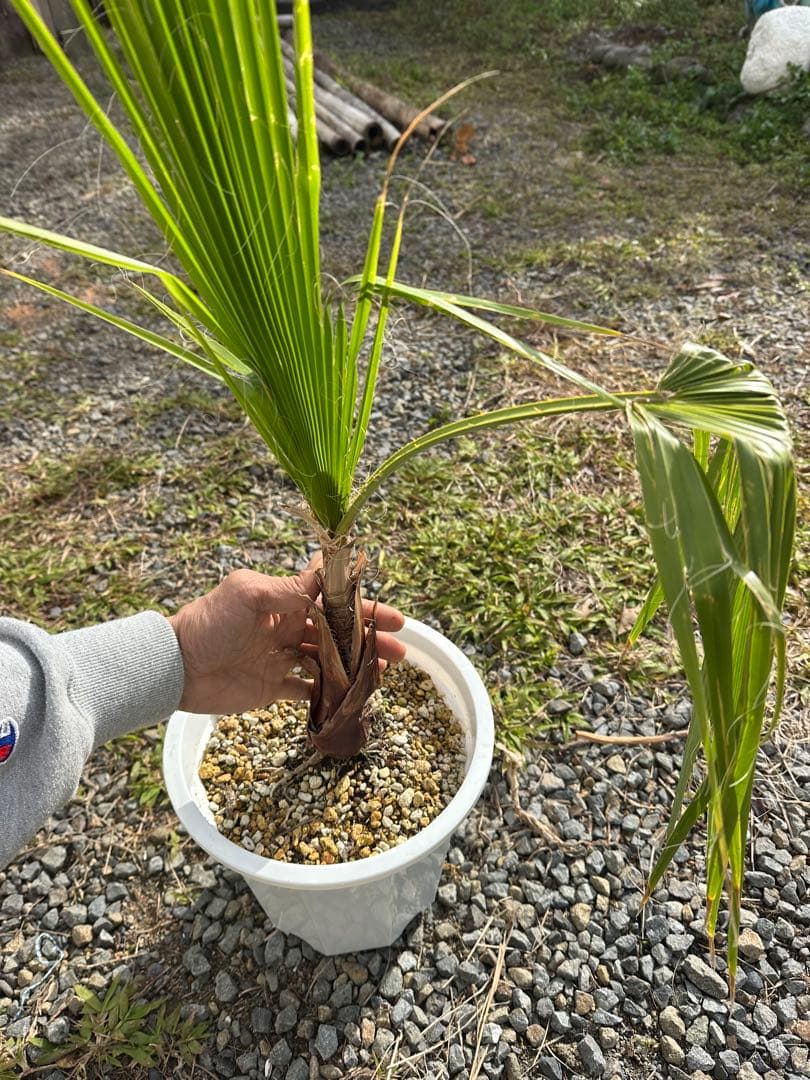 観葉植物セット　13点　一気にたくさん手に入る大チャンス！