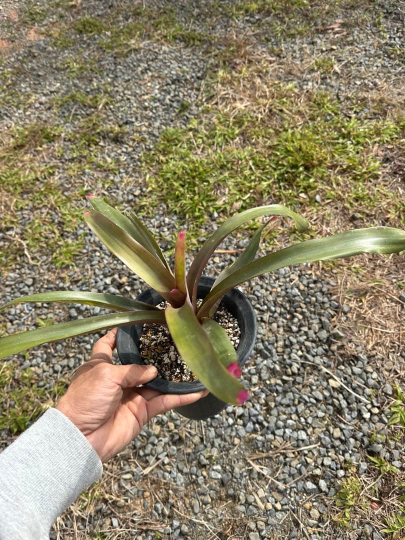 観葉植物セット　13点　一気にたくさん手に入る大チャンス！