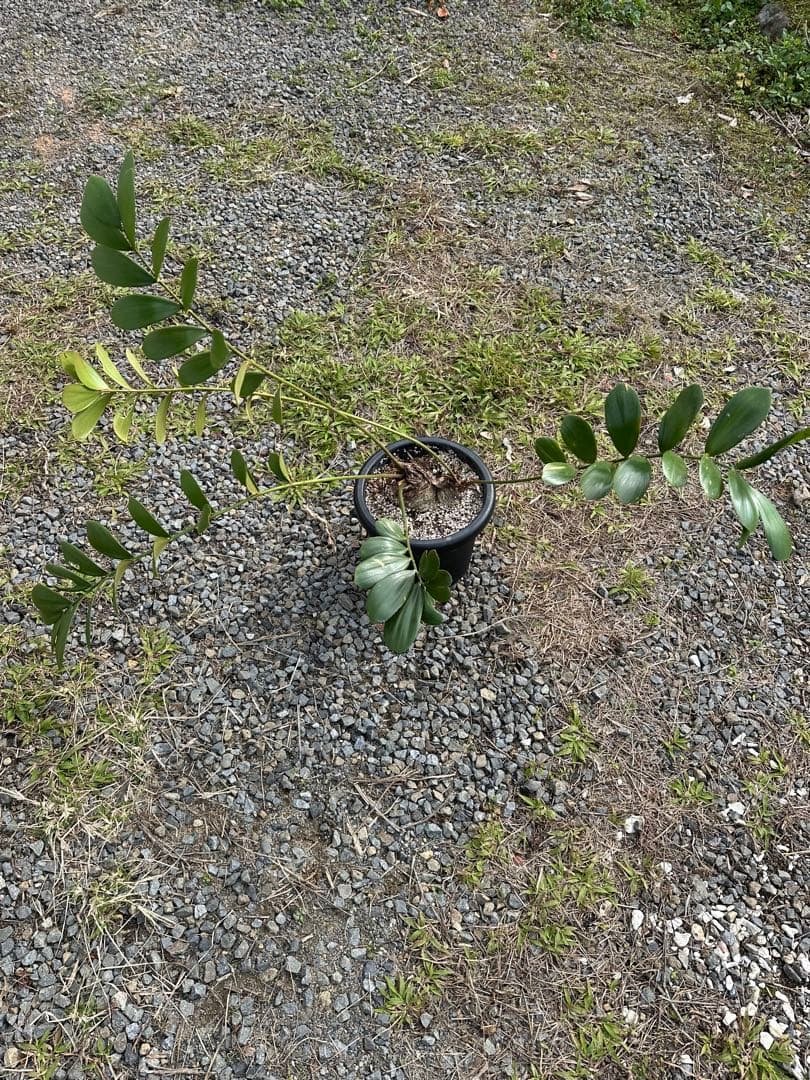 観葉植物セット　13点　一気にたくさん手に入る大チャンス！