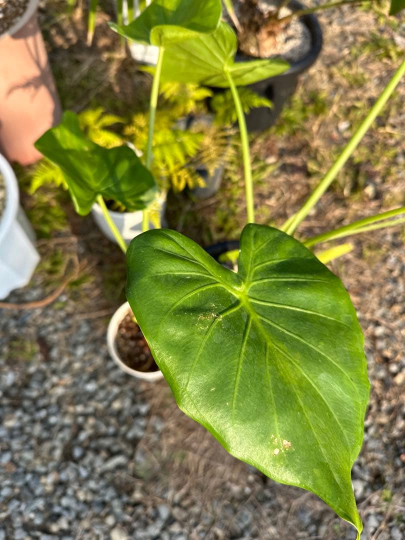 観葉植物セット　13点　一気にたくさん手に入る大チャンス！