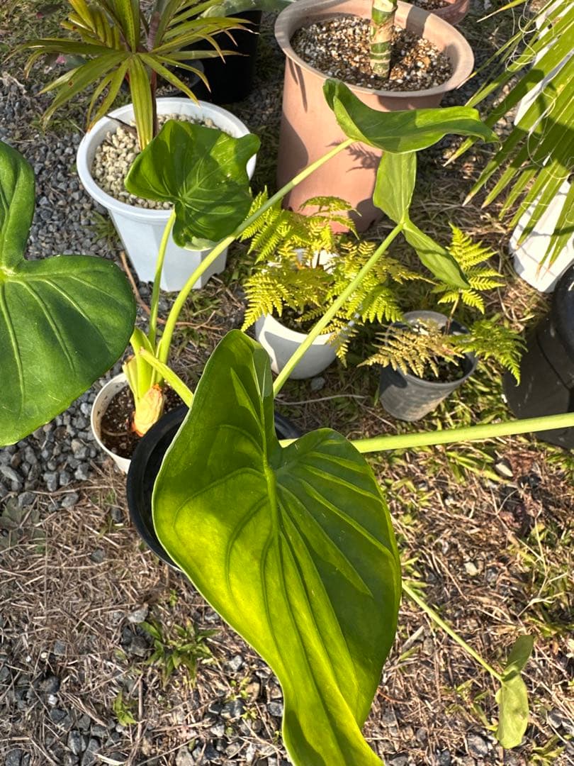 観葉植物セット　13点　一気にたくさん手に入る大チャンス！