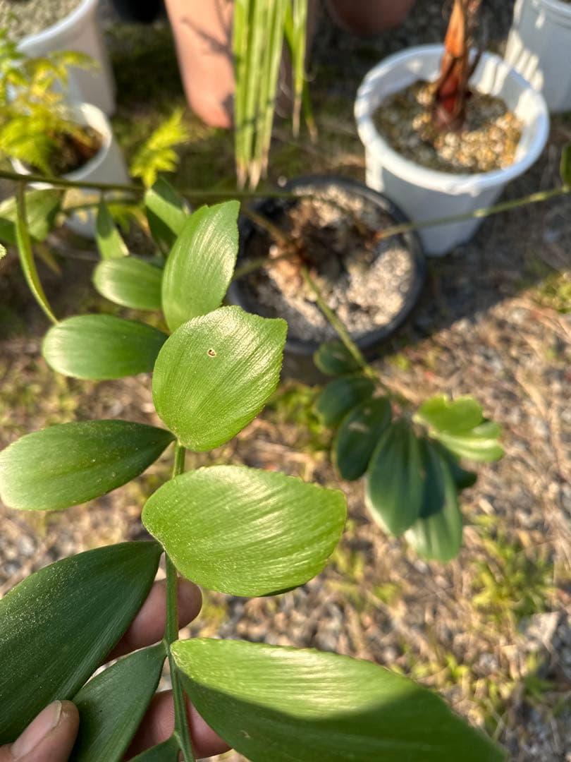 観葉植物セット　13点　一気にたくさん手に入る大チャンス！