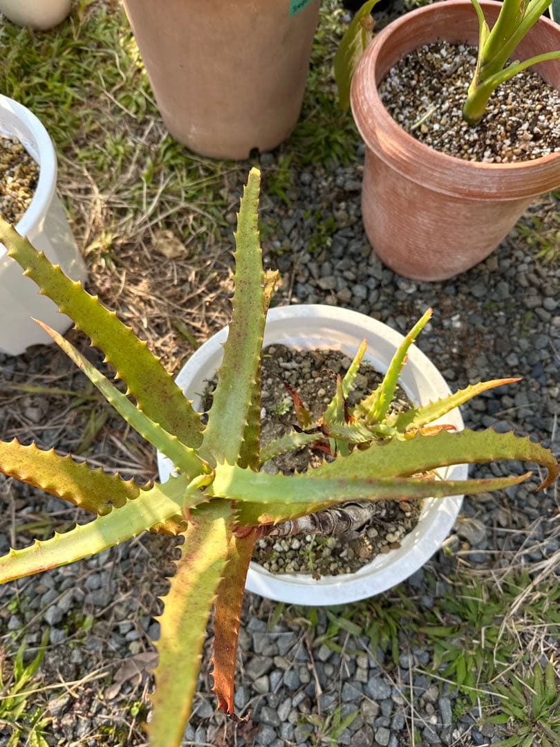 観葉植物セット　13点　一気にたくさん手に入る大チャンス！
