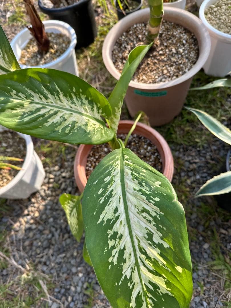 観葉植物セット　13点　一気にたくさん手に入る大チャンス！