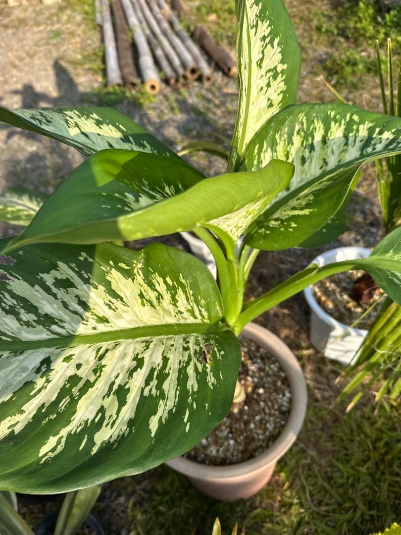 観葉植物セット　13点　一気にたくさん手に入る大チャンス！