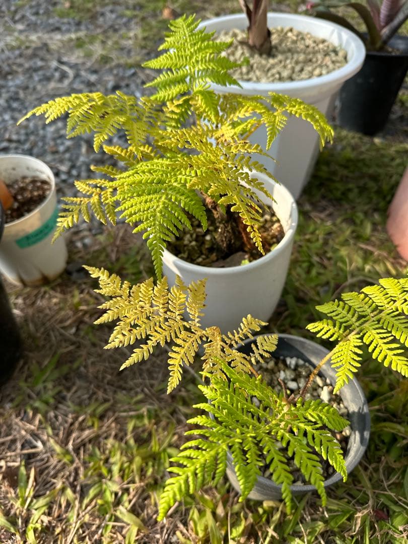 観葉植物セット　13点　一気にたくさん手に入る大チャンス！