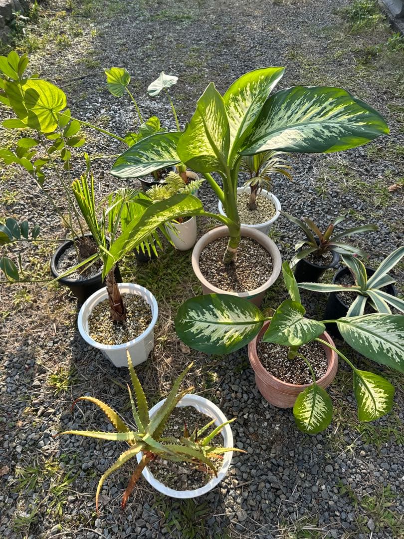 観葉植物セット　13点　一気にたくさん手に入る大チャンス！