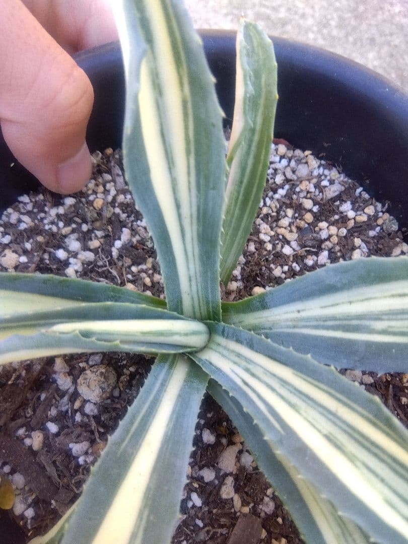 アガベ　アメリカーナ　白縞斑　超斑入り❗　あ