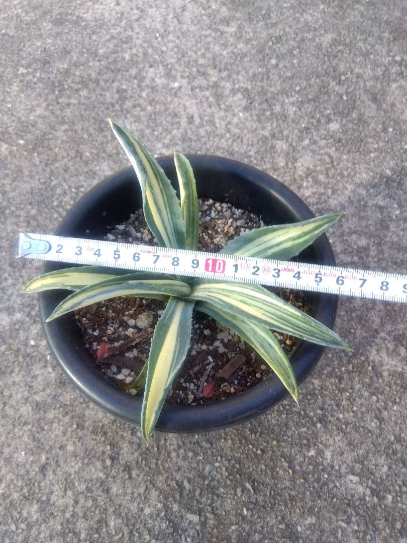 アガベ　アメリカーナ　白縞斑　超斑入り❗　あ