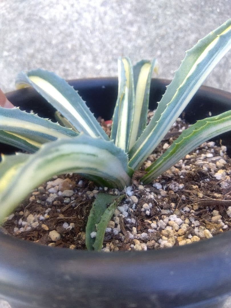 アガベ　アメリカーナ　白縞斑　超斑入り❗　あ