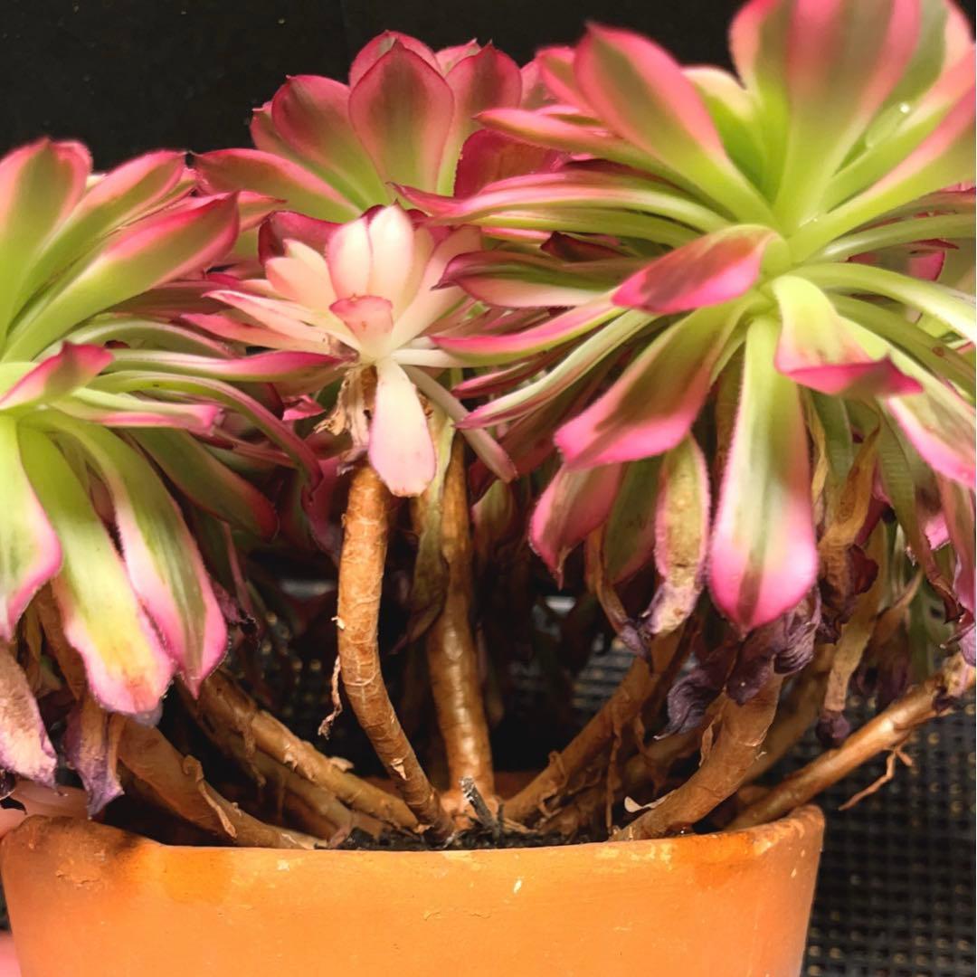 16#多肉植物アエオニウム錦❤️天合❤️12頭31cm拔き苗