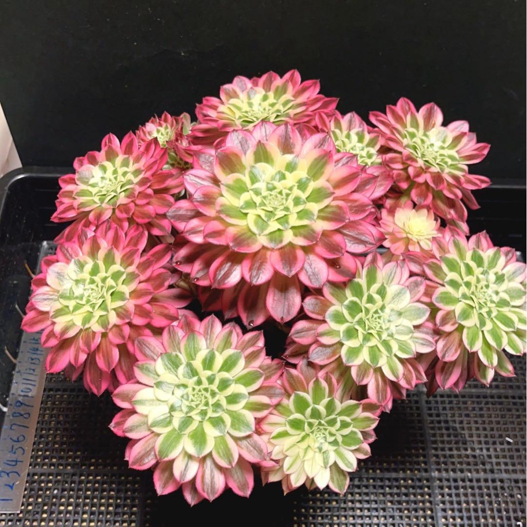 16#多肉植物アエオニウム錦❤️天合❤️12頭31cm拔き苗