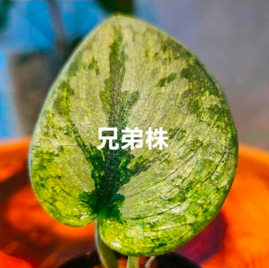 【2点】エキゾチカホログラムバリエガータ & アポラキ、スキンダプサス 発根済