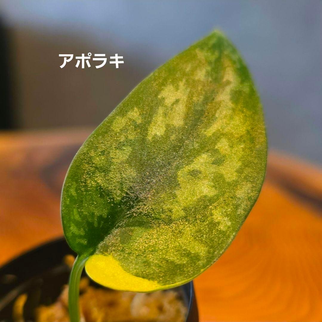 【2点】エキゾチカホログラムバリエガータ & アポラキ、スキンダプサス 発根済