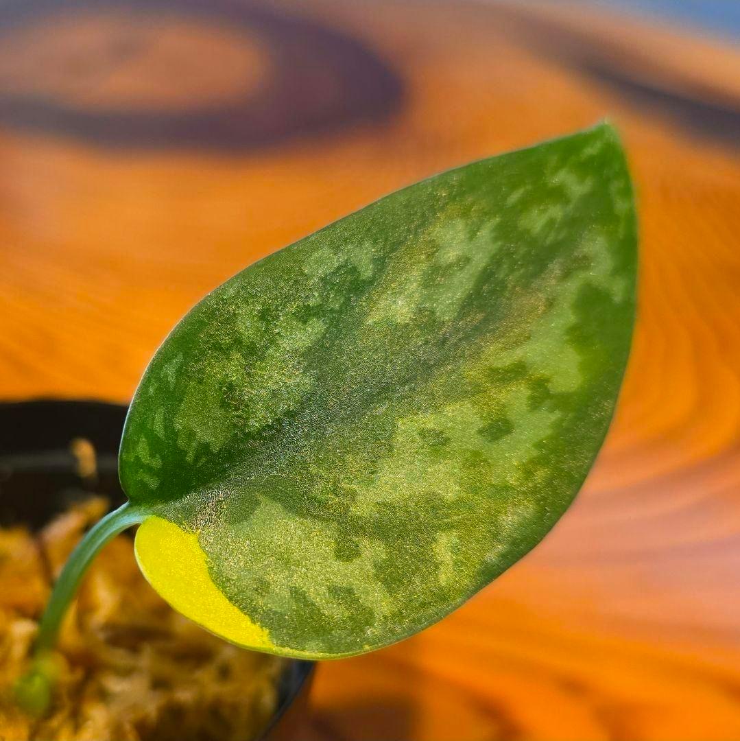 【2点】エキゾチカホログラムバリエガータ & アポラキ、スキンダプサス 発根済