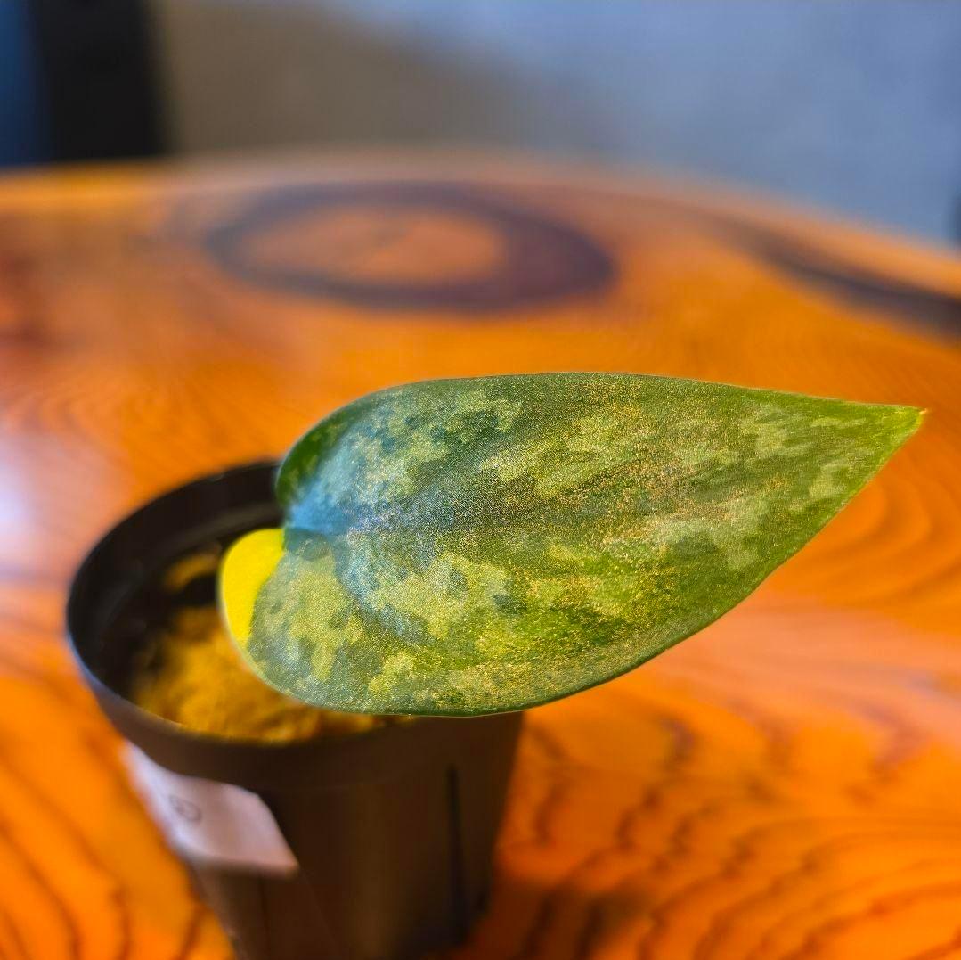 【2点】エキゾチカホログラムバリエガータ & アポラキ、スキンダプサス 発根済