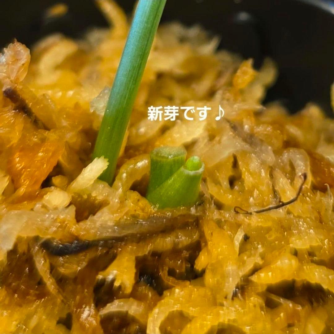 【2点】エキゾチカホログラムバリエガータ & アポラキ、スキンダプサス 発根済