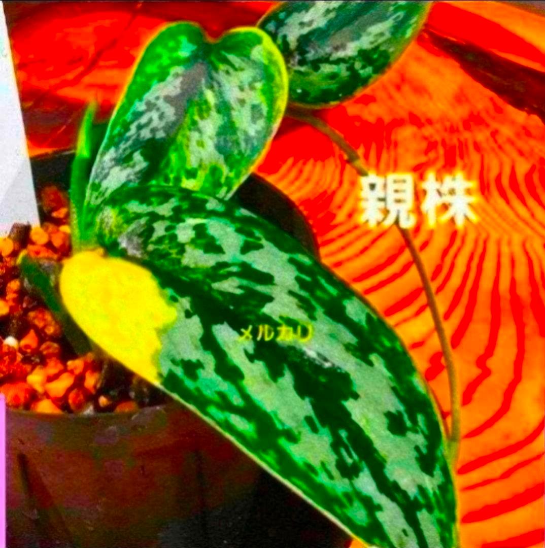 【2点】エキゾチカホログラムバリエガータ & アポラキ、スキンダプサス 発根済