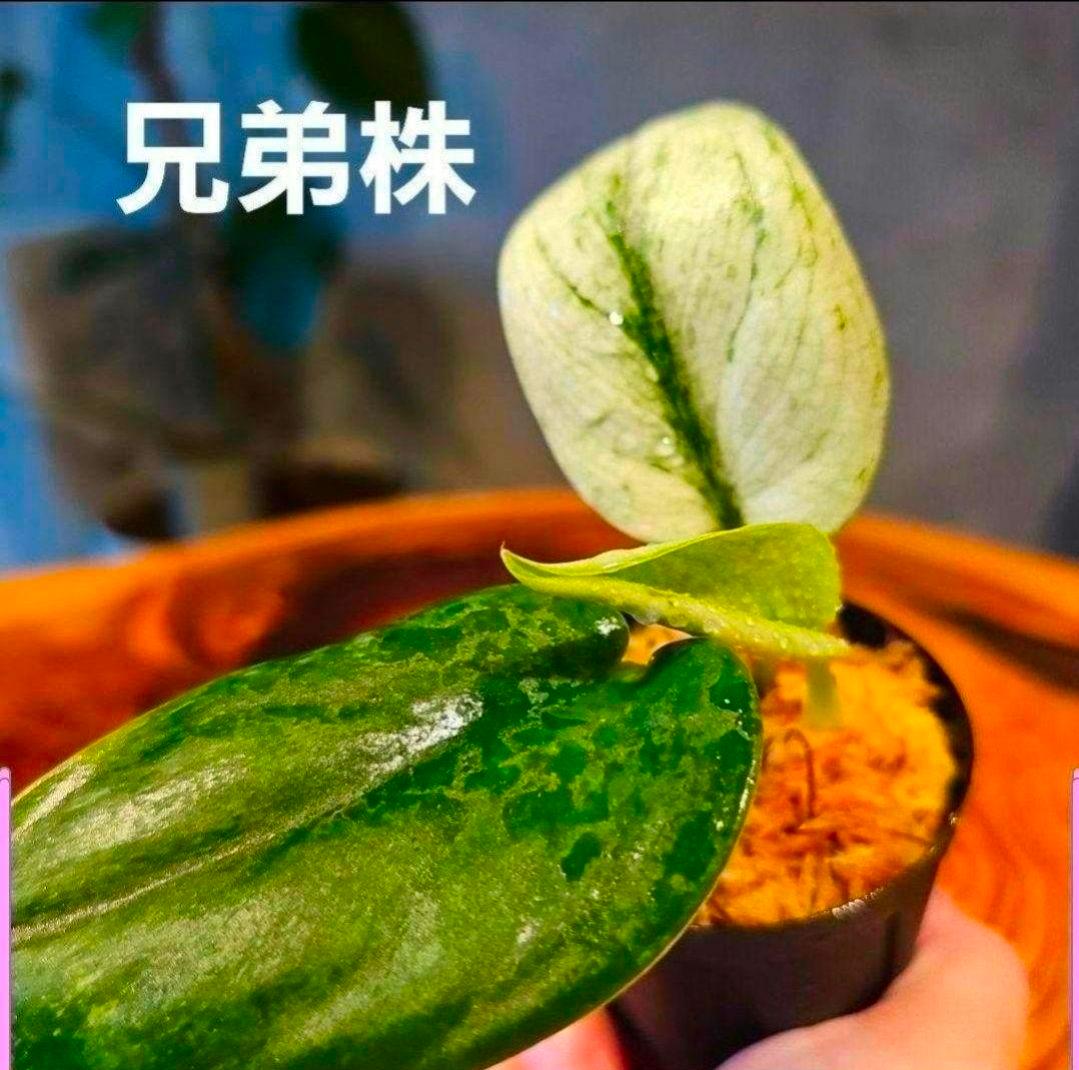 【2点】エキゾチカホログラムバリエガータ & アポラキ、スキンダプサス 発根済