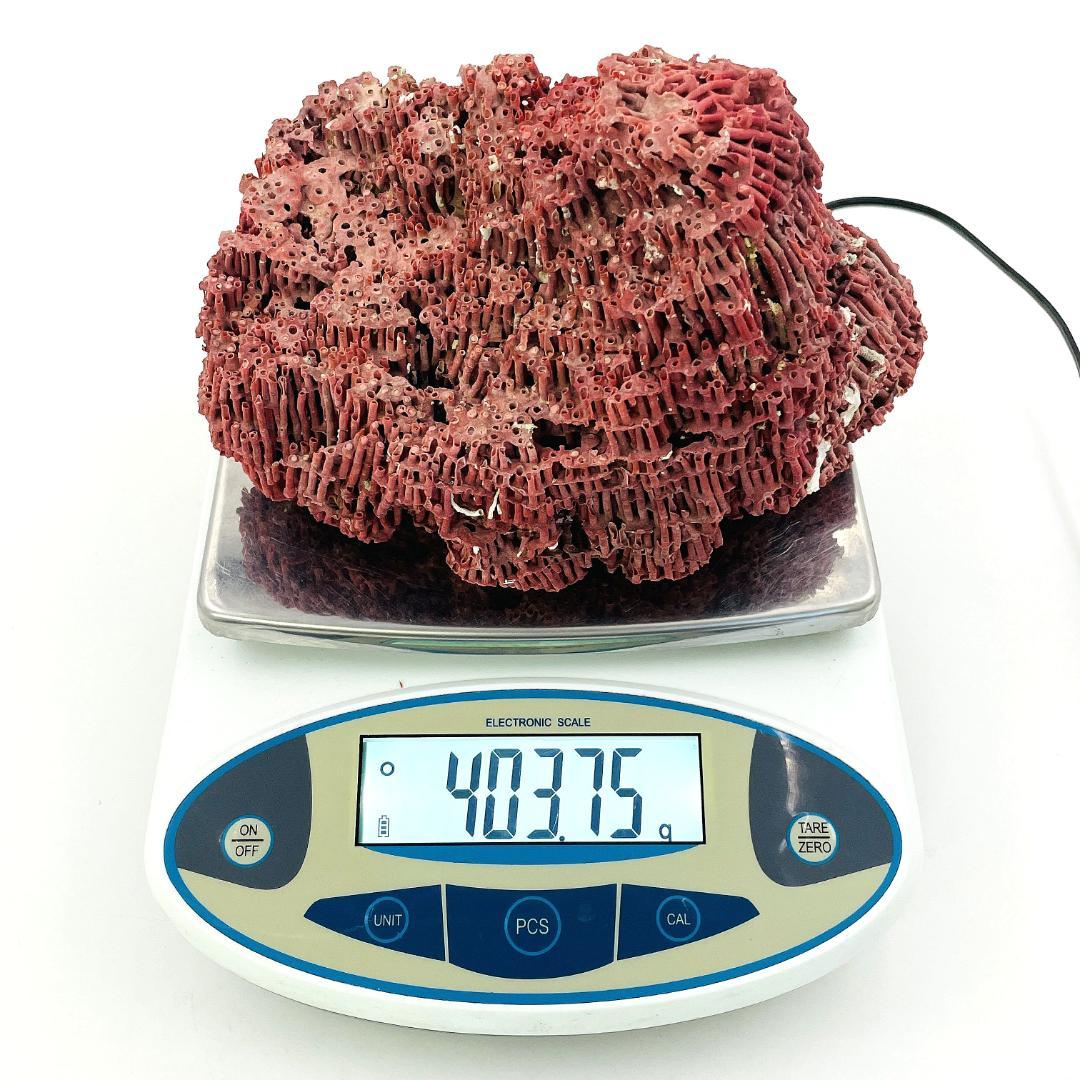 稀少 天然 赤珊瑚 原石 結晶 鉱物標本 パイプオルガン珊瑚 アクアリウム
