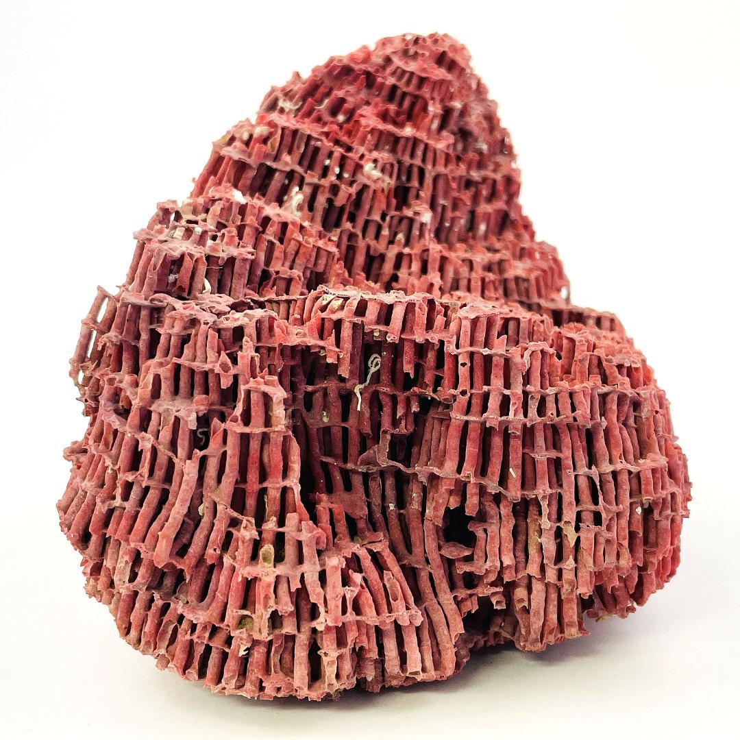 稀少 天然 赤珊瑚 原石 結晶 鉱物標本 パイプオルガン珊瑚 アクアリウム