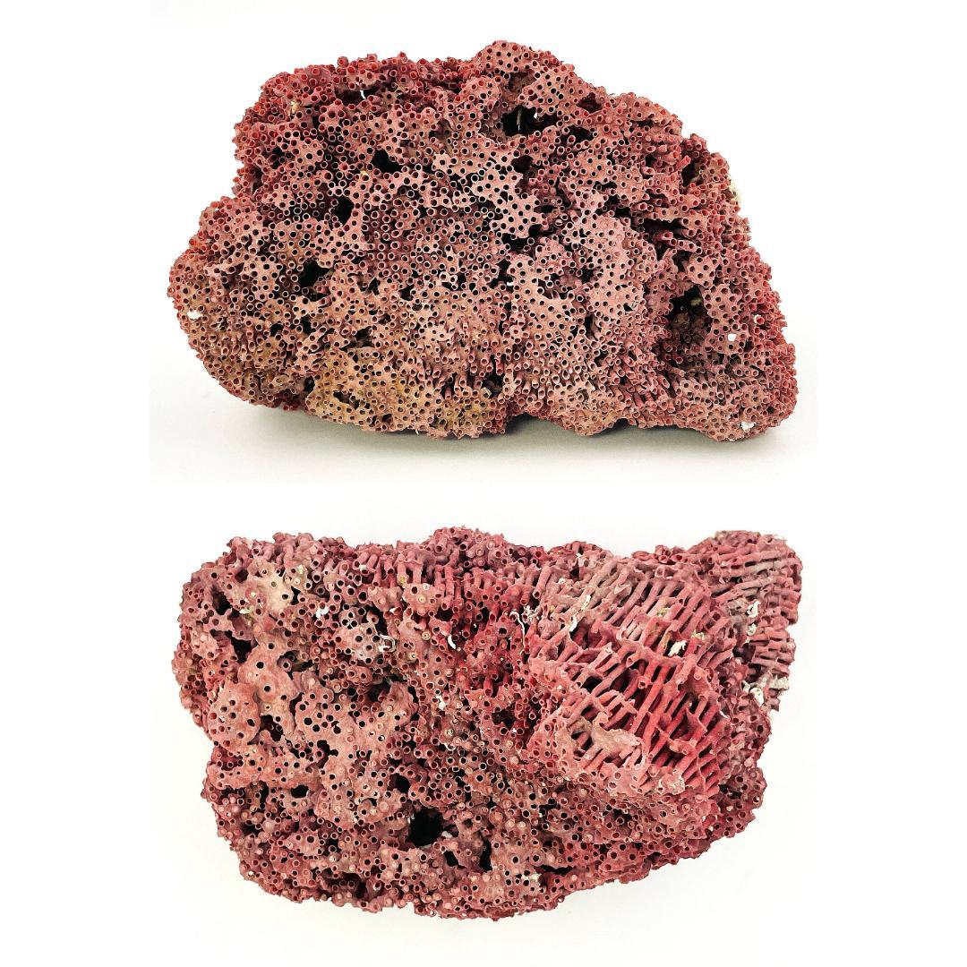稀少 天然 赤珊瑚 原石 結晶 鉱物標本 パイプオルガン珊瑚 アクアリウム