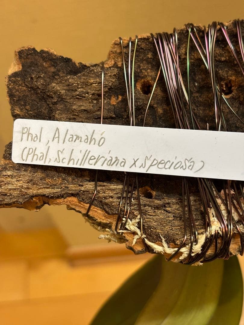 【コルク着生】　胡蝶蘭アルマホ （シレリアナとスペシオサの交配種）