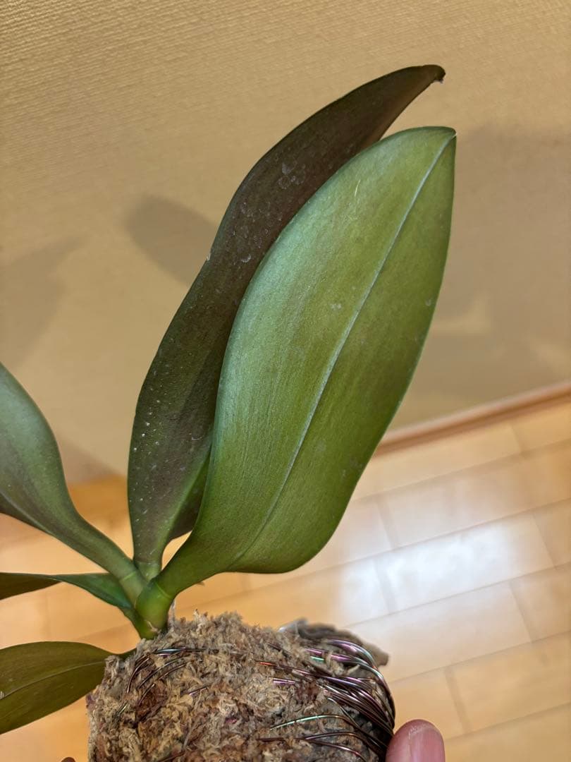 【コルク着生】　胡蝶蘭アルマホ （シレリアナとスペシオサの交配種）