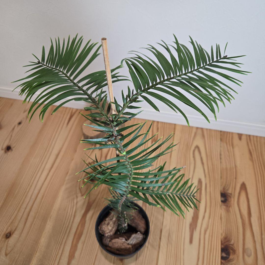 ジェラシックツリー★ウォレマイパイン★希少品種