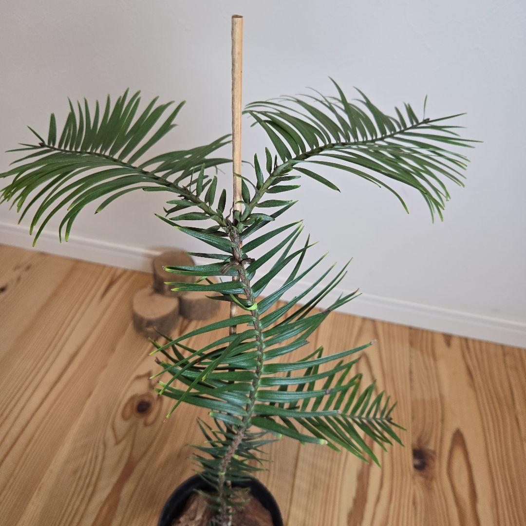 ジェラシックツリー★ウォレマイパイン★希少品種