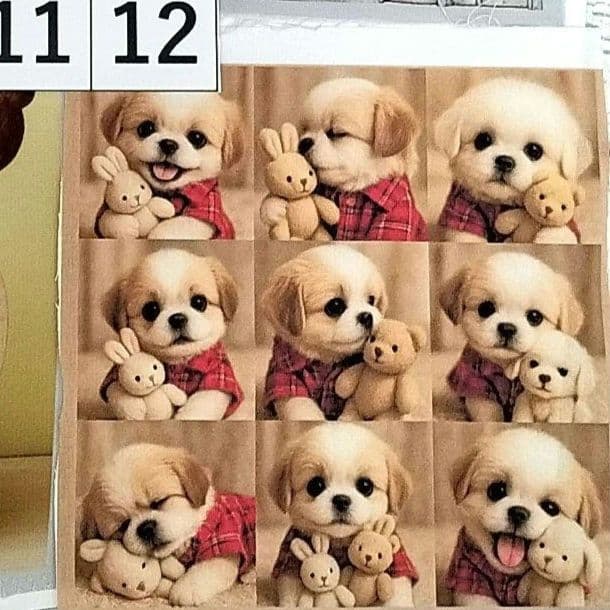 かわいい♡シーズーちゃん